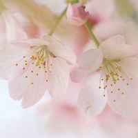 蝴蝶自来